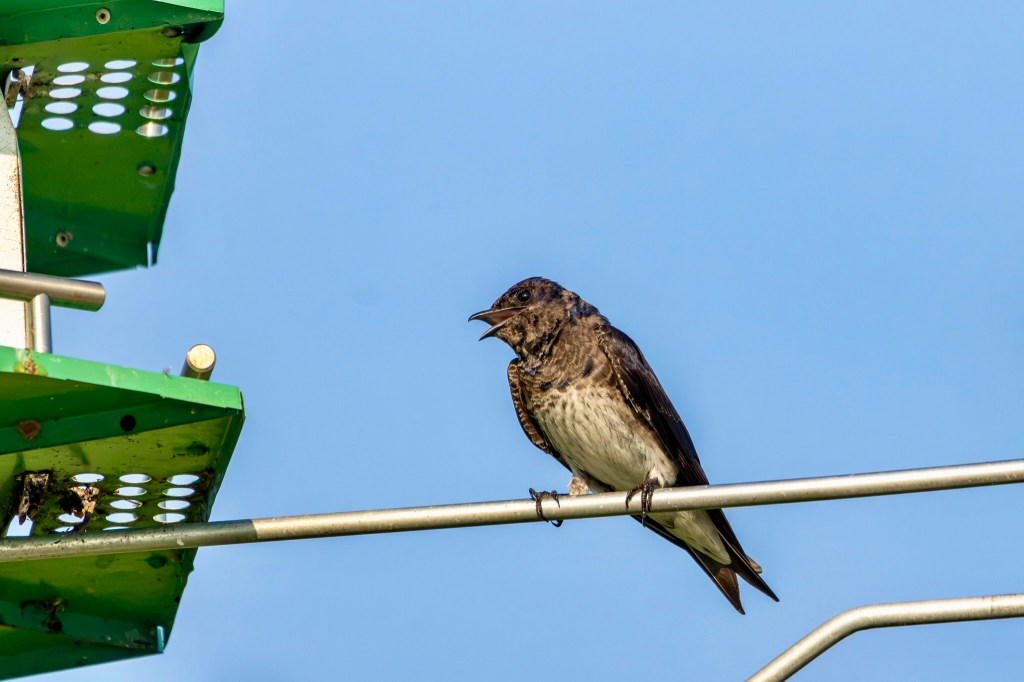 A purple martin opens its beak as it perches on a metal pole supporting the martin house.