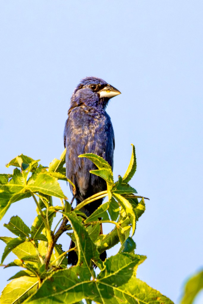 Male blue grosbeak perches atop a tree.
