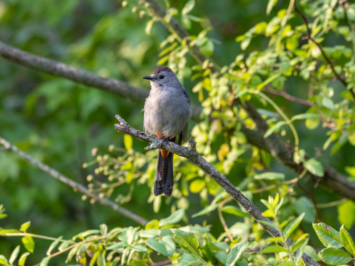 Red-eyed vireos: mostly heard but not&nbsp;seen