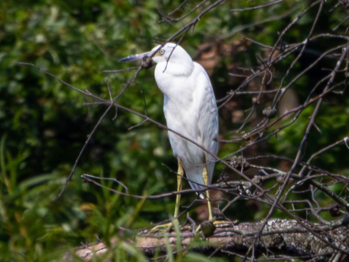 Third time’s the charm: spotting a little blue&nbsp;heron