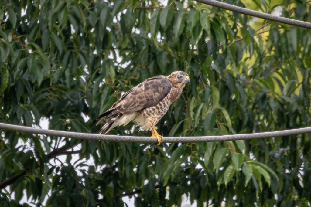 A broad-winged hawk perches on a thick wire. The bird is mostly brown with dark brown dappling. Its legs and talons are yellow.